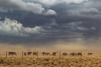 Cattle in dust storm. www.istockphoto.com/portfolio/SilvaPinto